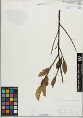 Foto von Salix mielichhoferi Saut.